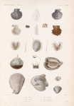 Mollusques: 1.- 3. Peigne bombé; 4.- 6. Peigne feuilletée; 7.- 10. Lime enflée; 11. 12. Lime linguatule; 13. 14. Huître épineuse; 15.- 21. Houlette spondyloïde.