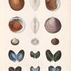 Mollusques: 1.- 3. Pétoncle, Ovalaire; 4.- 6. Pétoncle, À larges côtes; 7.- 9. Pétoncle, Austral; 10. 11. Avicule, Georgienne; 12. 13. Pintadine, Ovalaire; 14. 15. Pintadine de Tonga.