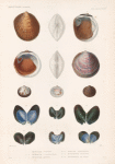 Mollusques: 1.- 3. Pétoncle, Ovalaire; 4.- 6. Pétoncle, À larges côtes; 7.- 9. Pétoncle, Austral; 10. 11. Avicule, Georgienne; 12. 13. Pintadine, Ovalaire; 14. 15. Pintadine de Tonga.