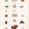 Mullusques: 1.- 4. Trigonie petcinée; 5.- 10. Nucle australe. N.; 11.- 14. Vénéricarde australe; 15. 16. Moule polyodonte. N.; 17. 18. Lithodome lisse. N.; 19. Came foliacée.