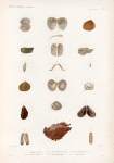 Mullusques: 1.- 4. Trigonie petcinée; 5.- 10. Nucle australe. N.; 11.- 14. Vénéricarde australe; 15. 16. Moule polyodonte. N.; 17. 18. Lithodome lisse. N.; 19. Came foliacée.