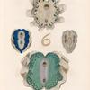 Mollusques: 1. Tridacne faitiére; 2. Tridacne safranée; 3. La méme vue par dessous; 4. 5. Tridacne gigantésque.