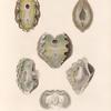 Mollusques: 1.- 3. Tridacne  mutique; 4.- 6. Tridacne maculée.