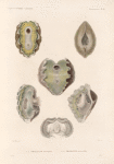 Mollusques: 1.- 3. Tridacne  mutique; 4.- 6. Tridacne maculée.