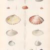 Mollusques: 1.- 3. Telline, Blanche; 4.- 7. Telline, Losangée; 8.- 10. Telline, Élargie; 11.- 13. Telline de Tonga; 14.- 16. Telline, Lactée; 17.- 19. Donace, Cardioïde; 20.- 22. Donace, Australe.