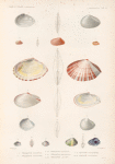 Mollusques: 1.- 3. Telline, Blanche; 4.- 7. Telline, Losangée; 8.- 10. Telline, Élargie; 11.- 13. Telline de Tonga; 14.- 16. Telline, Lactée; 17.- 19. Donace, Cardioïde; 20.- 22. Donace, Australe.