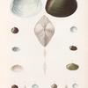 Mollusques: 1.- 3. Cyprinoïde. N.; 4.- 5. Cyréne de Vanikoro. N.; 6.- 8. Cyréne oblongue. N.; 9.- 11. Mesodesme de Chémnitz.(Desh.); 12.- 14. Mesodesme de Diemen; 15.- 17. Mesodesme striée.