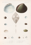 Mollusques: 1.- 3. Cyprinoïde. N.; 4.- 5. Cyréne de Vanikoro. N.; 6.- 8. Cyréne oblongue. N.; 9.- 11. Mesodesme de Chémnitz.(Desh.); 12.- 14. Mesodesme de Diemen; 15.- 17. Mesodesme striée.