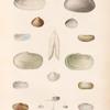 Mollusques: 1. 2. Mactre, Alongée; 3. 4. Mactre, Soyeuse; 5. 6. Lutraire, Sabre; 7.- 9. Panopée, Zélandaise; 10. Pandore, Striée; 11. 12. Solen, Blanc; 13. 14. Psammobie de Tonga; 15.- 18. Psammobie, Vitrée.