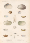 Mollusques: 1. 2. Mactre, Alongée; 3. 4. Mactre, Soyeuse; 5. 6. Lutraire, Sabre; 7.- 9. Panopée, Zélandaise; 10. Pandore, Striée; 11. 12. Solen, Blanc; 13. 14. Psammobie de Tonga; 15.- 18. Psammobie, Vitrée.