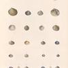 Mollusques: 1. 2. Vénus à grosses côtes. N.; 3. 4. Vénus apre. N. ; 5. 6. Vénus Zélandaise. N.; 7. 8. Vénus épaisse. N.; 9. 10. Vénus intermédiaire. N.; 11. 12. Vénus australe. N.; 13. 14. Vénus polie. N.; 15. 16. Vénus denticulée. N.; 17. 18. Vénus mesodesme. N.; 19. 20. Vénus violacée. N.; 21.- 23. Vénérupe courte. N.; 24.- 26. Vénérupe de Diemen. N..