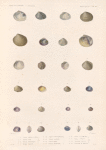Mollusques: 1. 2. Vénus à grosses côtes. N.; 3. 4. Vénus apre. N. ; 5. 6. Vénus Zélandaise. N.; 7. 8. Vénus épaisse. N.; 9. 10. Vénus intermédiaire. N.; 11. 12. Vénus australe. N.; 13. 14. Vénus polie. N.; 15. 16. Vénus denticulée. N.; 17. 18. Vénus mesodesme. N.; 19. 20. Vénus violacée. N.; 21.- 23. Vénérupe courte. N.; 24.- 26. Vénérupe de Diemen. N..