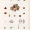 Mollusques: 1.- 5. Térébratule australe. N.; 7. 8. Térébratule rouge. N.; 9. 10. Térébratule tachetée. N.; 11. 12'. Térébratule recourbée. N.; 13.- 15. Corbule zélandaise. N.; 16.- 19. Pholade globuleuse. N.