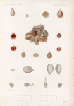 Mollusques: 1.- 5. Térébratule australe. N.; 7. 8. Térébratule rouge. N.; 9. 10. Térébratule tachetée. N.; 11. 12'. Térébratule recourbée. N.; 13.- 15. Corbule zélandaise. N.; 16.- 19. Pholade globuleuse. N.