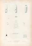 Mollusques: 1.- 5. Biphore raboteux; 6.- 8. Fœtus d'une  autre espéce; 9. Vaisseaux sanguins; 10. Systême nerveux.