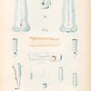 Mollusques: 1.- 5. Biphore, Fémoral. N.; 6. Biphore, Confédérés; 7. 8. Biphore, Cordiforme. N.; 9.- 11. Biphore, Cordifome, variété; 12. 13. Biphore, Pinné; 14. 15. Biphore,  Pinné. variété.