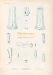 Mollusques: 1.- 5. Biphore, Fémoral. N.; 6. Biphore, Confédérés; 7. 8. Biphore, Cordiforme. N.; 9.- 11. Biphore, Cordifome, variété; 12. 13. Biphore, Pinné; 14. 15. Biphore,  Pinné. variété.