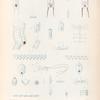 Mollusques: 1.- 5. Biphore bieaudé; 6. 7. Biphore infundibuliforme; 8. Biphore tronqué; 9. 10. Biphore nucléal; 11.- 14. Biphore à facette; 15.- 18. Biphore pyramidal; 19. Biphore multitentaculé; 20.- 24. Biphore bleu; 25.- 28. Biphore denticulé; 29. 30. Biphore à qucue.