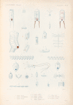 Mollusques: 1.- 5. Biphore bieaudé; 6. 7. Biphore infundibuliforme; 8. Biphore tronqué; 9. 10. Biphore nucléal; 11.- 14. Biphore à facette; 15.- 18. Biphore pyramidal; 19. Biphore multitentaculé; 20.- 24. Biphore bleu; 25.- 28. Biphore denticulé; 29. 30. Biphore à qucue.