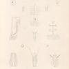 Mollusques: 1.- 8. Biphore tonneau avec ses détails anatomiques; 9.- 14. Béroé alongé.