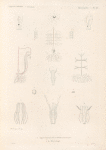 Mollusques: 1.- 8. Biphore tonneau avec ses détails anatomiques; 9.- 14. Béroé alongé.