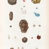 Mollusques: 1. 2. Ascidie teinturière. N.; 3. Ascidie dorée. N.; 4. 5. Ascidie bouche rose. N.; 6. 7. Ascidie bouche violette. N.; 8. 9. Ascidie bleue; 10. 11. Ascidie diaphane. N.; 12. 13. Ascidie aurore. N.; 14.- 16. Ascidie tuyan. N.; 17. 18. Ascidie réticulée. N.; 19. 22. Ascide sabloneuse. N..