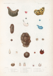 Mollusques: 1. 2. Ascidie teinturière. N.; 3. Ascidie dorée. N.; 4. 5. Ascidie bouche rose. N.; 6. 7. Ascidie bouche violette. N.; 8. 9. Ascidie bleue; 10. 11. Ascidie diaphane. N.; 12. 13. Ascidie aurore. N.; 14.- 16. Ascidie tuyan. N.; 17. 18. Ascidie réticulée. N.; 19. 22. Ascide sabloneuse. N..