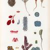Mollusques: 1. Ascidie marron d'inde. N.; 2. Ascidie australe. N.; 3. son anatomie. N.; 4. Ascidie épineuse. N.; 5. 6. Polycline cylindrique. N.; 7. 8. Botrylle en grappe. N.; 9. 10. Distome violet. N.; 11.- 13. Distome élégant. N.; 14. 15. Eucéle rose. N.; 16. 17. Aplide cérébriforme. N. 18. 19. Aplide pédonculé. N..