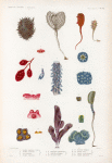 Mollusques: 1. Ascidie marron d'inde. N.; 2. Ascidie australe. N.; 3. son anatomie. N.; 4. Ascidie épineuse. N.; 5. 6. Polycline cylindrique. N.; 7. 8. Botrylle en grappe. N.; 9. 10. Distome violet. N.; 11.- 13. Distome élégant. N.; 14. 15. Eucéle rose. N.; 16. 17. Aplide cérébriforme. N. 18. 19. Aplide pédonculé. N..