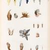 Mollusques: 1.- 3. Anatife parasite. N.; 4. Anatife tricolore. N.; 5. Anatife tubulé. N.; 6. Anatife alongé. N.; 7.- 10. Anatife velu cuv. N.; 11. Anatife sessile. N.; 12.- 15. Anatife tronquè. N.; 16. Anatife oblique. N.; 17. Anatife épineux. N.; 18.- 20. Anatife sillonné. N.; 21. Anatife pélagien. N..