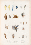 Mollusques: 1.- 3. Anatife parasite. N.; 4. Anatife tricolore. N.; 5. Anatife tubulé. N.; 6. Anatife alongé. N.; 7.- 10. Anatife velu cuv. N.; 11. Anatife sessile. N.; 12.- 15. Anatife tronquè. N.; 16. Anatife oblique. N.; 17. Anatife épineux. N.; 18.- 20. Anatife sillonné. N.; 21. Anatife pélagien. N..
