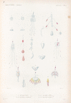 Zoophytes: 1.- 9. Physsophore blanche. N.; 10.- 18. Physsophore intermédiaire. N.; 19.- 21. Physsophore australe. N.; 22.- 24. Physsophore discoïde. N.
