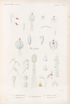 Zoophytes: 1.- 6. Stéphanomie. N.; 7.- 12. Stéphanomie mélon. N.; 13.- 21. Stéphanomie hippopode. N.; 22. 23. Stéphanomie á vrilles. N.; 26. Stéphanomie en toit. N..