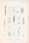 Zoophytes: 1.- 7. Stéphanomie triangulair. (I. du Cap Vert.); 8.- 12. Stéphanomie foliacée. (Nouv.- Guinée.); 13.- 15. Stéphanomie imbriquée. (Nouv.-Zélande.); 16.- 18. Stéphanomie heptacanthe. (Moluques.); 19.- 23. Stéphanomie ruche. (Iles du Cap Vert.).