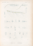 Zoophytes: 1.- 6. Diphye bory. N.; 7.- 11. Diphye calpé. N.; 12.- 17. Diphye abyla. N.; 18.- 20. Diphye de Bass. N.; 21.- 23. Diphye capuchon. N.; 24.- 27. Diphye. N..