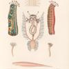 Zoophytes: 1. Holothurie ananas. N.; 2. 3. 3'. Détails anatomiques; 4. Son poisson parasite. (du genre Fierasfer.); 5. 6. Holothurie flammée. N.