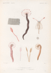 Zoophytes: 1.- 4. Fistulaire brune avec ses détails. N.; 5. 6. Fistulaire rougeâtre. N.; 7.- 9. Fistulaire déliée. N..