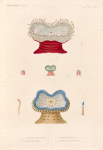 Zoophytes: 1. 1a.  Actinie, Magnifique. N.; 2. 2a. Actinie, Azur. N.;  3. Actinie. Verdâtre. N.; 4. 4a. Actinie à Globules. N..