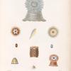 Zoophytes: 1. 2. Actinie villeuse. N.; 3.- 6. Actinie tuberculeuse. N.; 7. Actinie brun-rouge. N.; 8. 9. Sa variété. N. ; 10. Actinie pélagienne. N