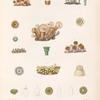 Zoophytes: 1.- 3. Mamillifère cerelée. N.; 4.- 6. Mamillifère de Vanikoro. N.; 7. 8. Mamillifère fauve. N.; 9.- 11. Mamillifère verte. N.; 12. Mamillifère verte et brume. N.; 13. 14. Mamillifère jaune. N.; 15.- 21. Actinie viridule. N.