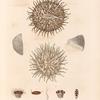 Zoophytes: 1. 2. Fongie Actinie. (Nouvelle-Irlande.); 3. 4. Fongie à gros tubrcules. (Vanikoro.); 5.- 9. Tubinolie rouge. (Nouv-Zélande.).