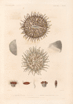 Zoophytes: 1. 2. Fongie Actinie. (Nouvelle-Irlande.); 3. 4. Fongie à gros tubrcules. (Vanikoro.); 5.- 9. Tubinolie rouge. (Nouv-Zélande.).