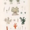 Zoophytes: 1-4, Cornulaire multipinnée; 5-7, Cornulaire verdâtre; 8, 8'-10, sa varieté; 11-12, Alcyon clauque; 13-15, 15', Alcyon des amis; 16-18, 18', Alcyon orangé.
