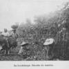 La Guadeloupe. Récolte du manioc.