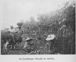La Guadeloupe. Récolte du manioc.