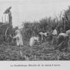 La Guadeloupe. Récolte de la canne à sucre.
