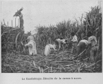 La Guadeloupe. Récolte de la canne à sucre.