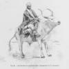 Sarrakholais sur son boeuf porteur. (Photographie de M. Bonnevide.)