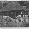 Carib house at St Vincent, British West Indies, with group of Carib making baskets.
