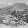 Sugar-cane plantation.